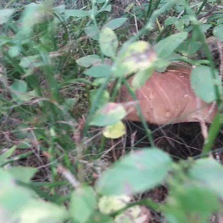 Деревянный коттедж Rekreacny Dom E&z Брезно